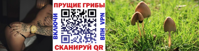 Галлюциногенные грибы MAGIC MUSHROOMS  где продают   Вязьма 